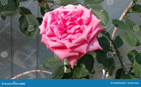 Pink Rose Full Bloom Stock Photo Image Of Shrub Rose 204936358