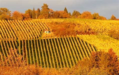 Wegen EU Verordnung Drei Viertel der Weinbau Fläche im Remstal