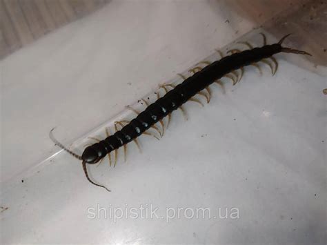 Scolopendra cingulata. Сколопендра Yellow legs. 12см., ціна 350 грн ...
