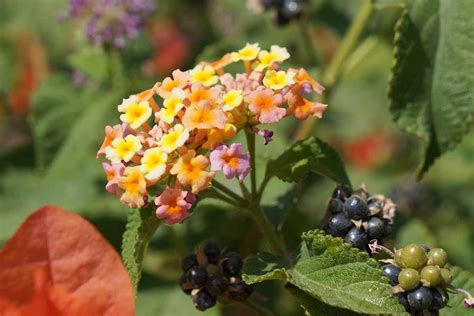 How To Grow And Care For Lantana Flowers Gardeners Path