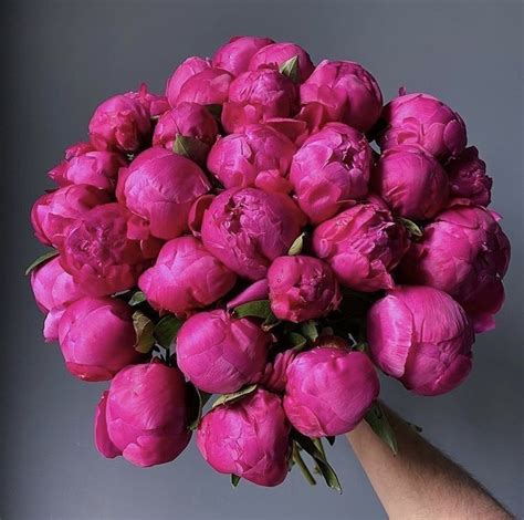 Pin Di Svetlana Hladko Su Flowers Fiori Peonie