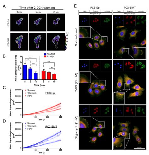 Aerobic Glycolysis Mediates The Cytoskeleton Remodeling And The