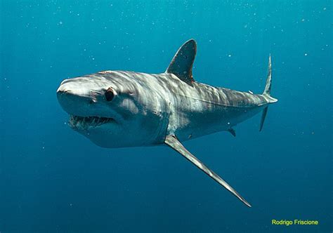 Longfin mako shark - Alchetron, The Free Social Encyclopedia