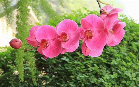 Beautiful Orchids Nature Flowers Orchids Petals Hd Wallpaper Pxfuel