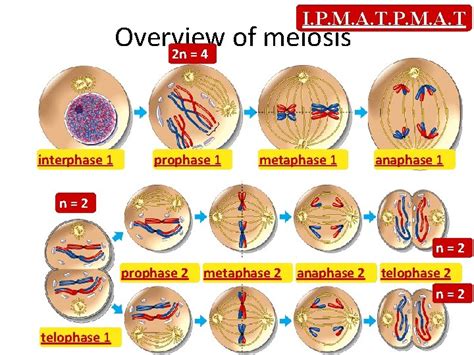 Meiosis Sexual Reproduction Mitosis Review Mitosis Division Of