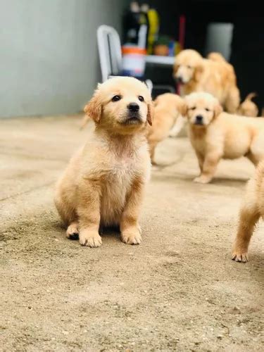 Golden Retriever Lindos Filhotes Parcelamento Sem Juros