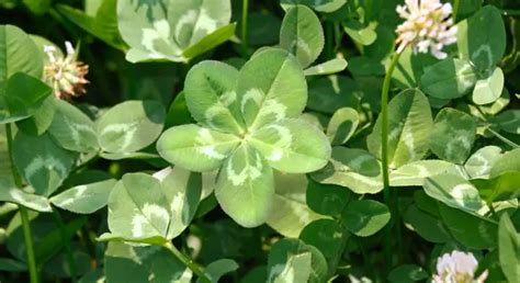 The Fascinating Symbolism of the 5-Leaf Clover: Enhanced Luck and ...