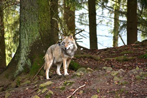 Neue Wolfsverordnung Beschlossen Jagdpraxis