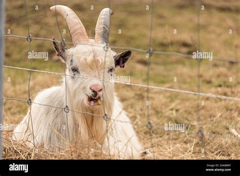 Hairy Goat Chewing Grass Behind A Fence Stock Photo Alamy