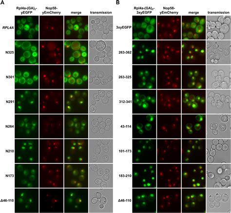 Rpl4 Harbours Five Distinct Nuclear Localization Signals A