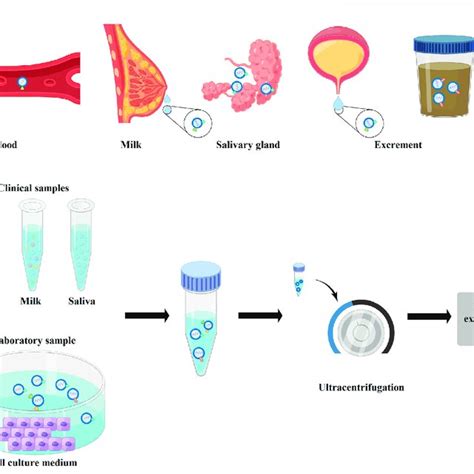 The Physiological Distributions And The Main Extraction Method Of