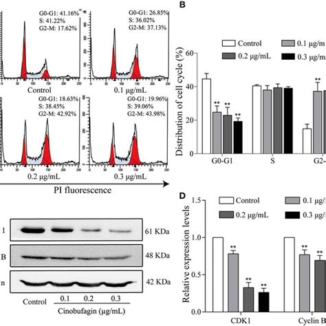 Cinobufagin Induces Cell Cycle Arrest At The G2 M Phase In A375 Cells