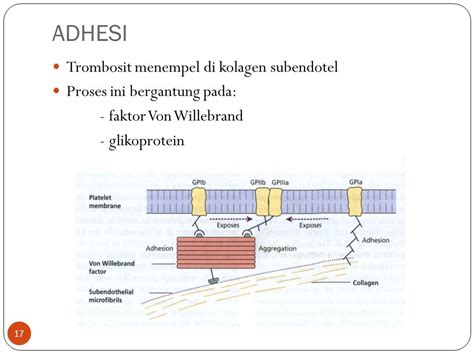Proses Adhesi Pada Pembentukan Trombosit