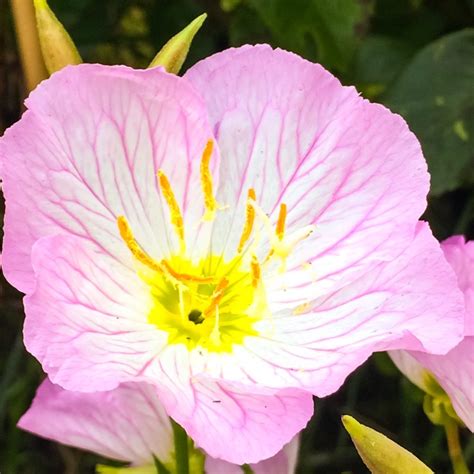 Pink Evening Primrose Seeds Oenothera