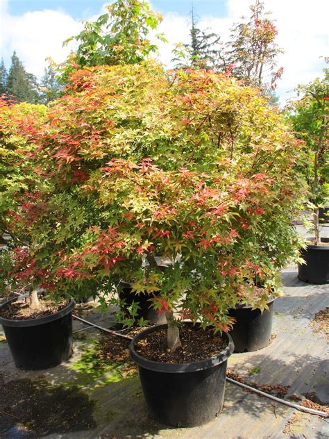 Acer Palmatum Beni Fushigi Specimen 2235 Conifer Kingdom