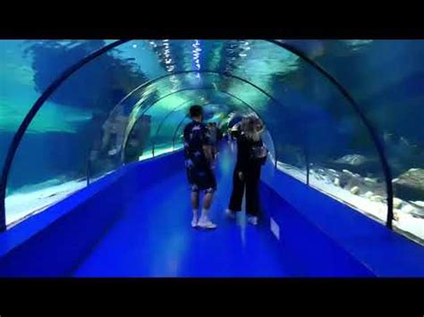 Antalya Aquarium The World S Biggest Tunnel Aquarium And Face 2 Face