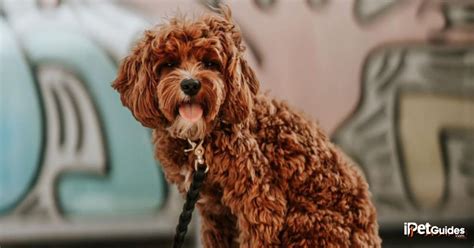 Cavapoo Potty Training: Are These Dogs Easy to Potty Train?