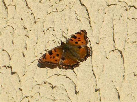 Grande Tortue Papillon