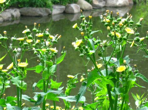 New York City Wildflowers: Prickly lettuce