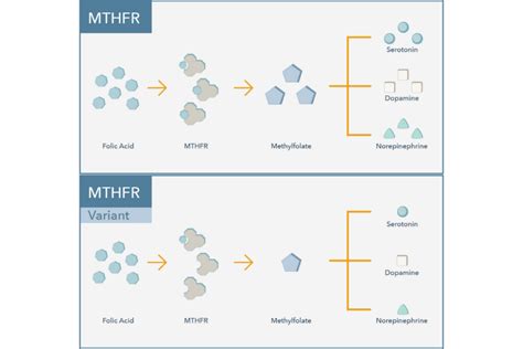 P5P Dosage For Mthfr At James Goodall Blog