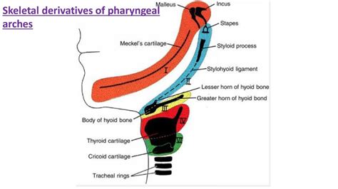 Special Embryology 1 Speaker Deck