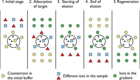 Protein Purification By Ion Exchange Chromatography 56 Off