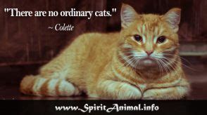 Cat Quotes - Spirit Animal Info