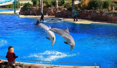 Dubai Dolphinarium Entrance Tickets Offers 2020 - Dolphin & Seal Shows