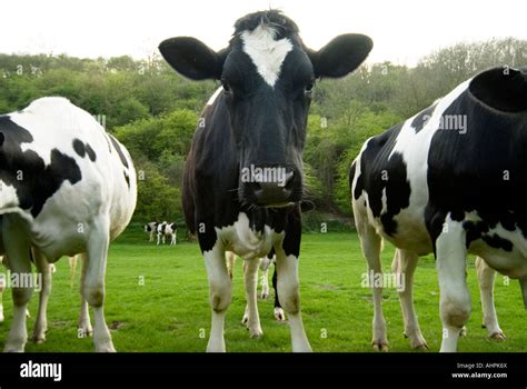 Vacas Y Ovejas En Este Campo Fotograf As E Im Genes De Alta Resoluci N