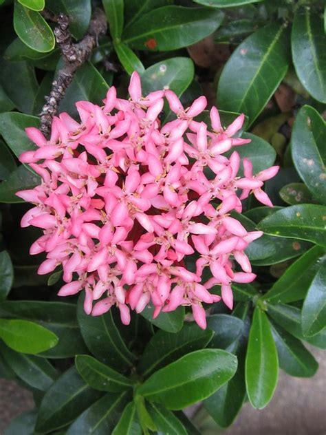 Chinesische Ixora Blumen Pinke Kostenloses Foto Auf Pixabay Pixabay