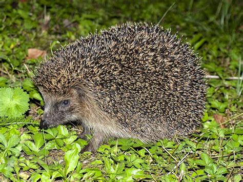 Hedgehog, Erinaceidae, Domesticated Hedgehog, Fauna Picture. Image ...