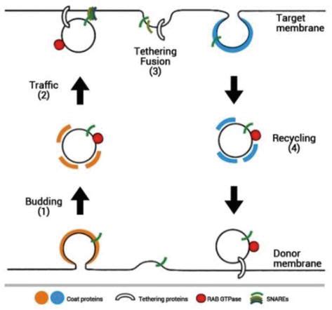 Endomembrane Trafficking In Plants Intechopen