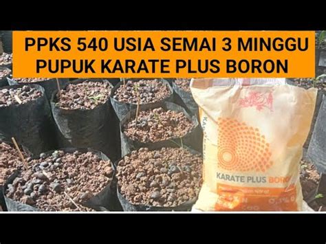 PEMUPUKAN SAWIT PPKS 540 USIA SEMAI 3 MINGGU KARATE PLUS BORON YouTube