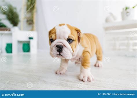 Funny English Bulldog Puppies