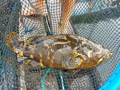 Budidaya Ikan Kerapu Panduan Lengkap Untuk Sukses Dalam Beternak Ikan