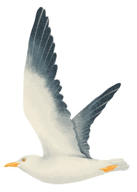 Flying Seagull Watercolor 9661569 PNG