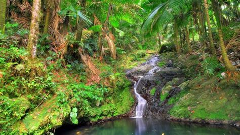 El Yunque National Forest El Yunque Puerto Rico Attractions