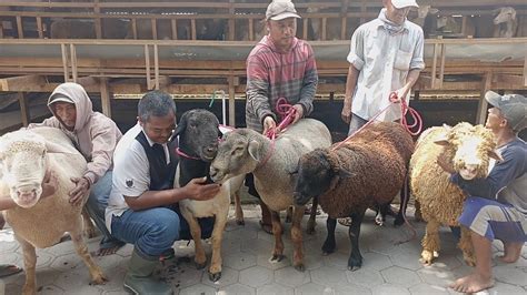 The Biggest Sheep Stud In Village Farm Dorper Sheep Texel Sheep