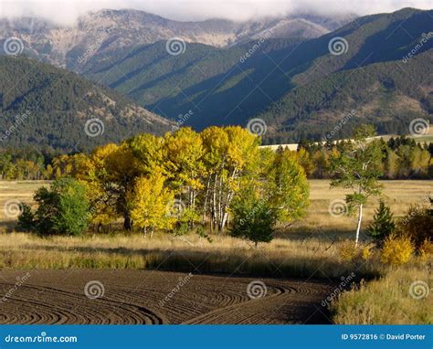 Aspens In A Meadow Montana Stock Photo Image Of Golden Meadow 9572816