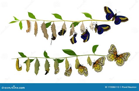 Butterfly Metamorphosis From Caterpillar To Full Bodied Specie Vector