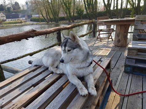 Chien Siberian Husky Nataya De La Vallee De Morava