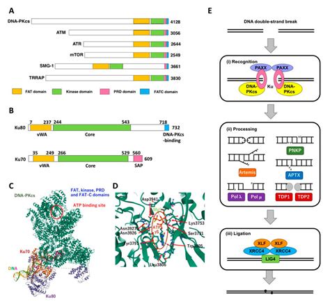 Structure Of DNA PK And Its Role In NHEJ A Structure Of DNA PKcs