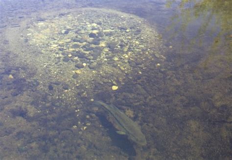 Largemouth Bass Pearson Ecological