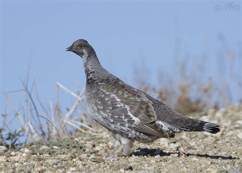 Blue Grouse Vs Ruffed Grouse