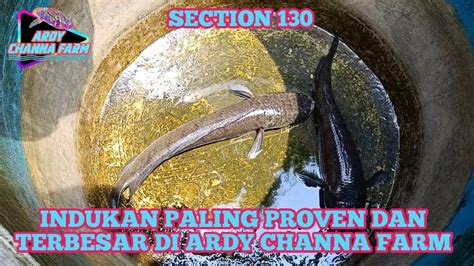 Indukan Ikan Gabus Terbesar Di Ardy Channa Farm YouTube