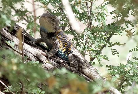 A Yellow Backed Spiny Lizard At The Grand Canyon