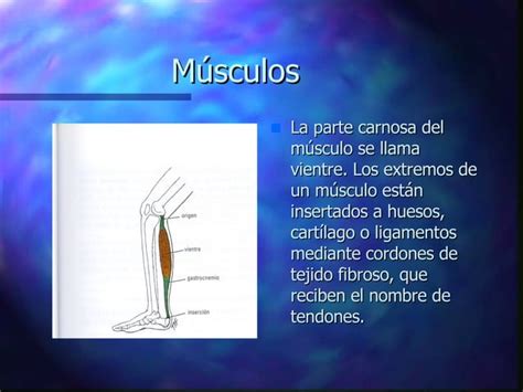 Sistema Muscular Generalidades PPT