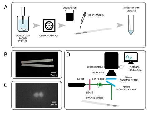 Developed Sensor For Trypsin Detection A Sensor Preparation Scheme