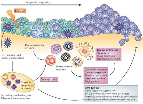 Tumor Immunology Pathway Creative Diagnostics