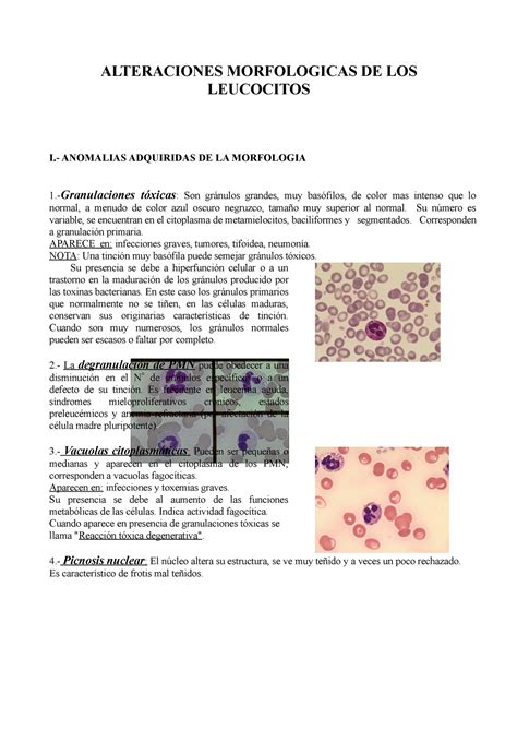 Alteraciones Morfologicas DE LOS Leucocitos ALTERACIONES MORFOLOGICAS